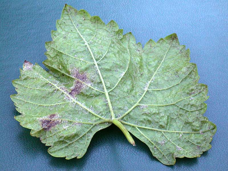 plasmopara_viticola_1.jpg