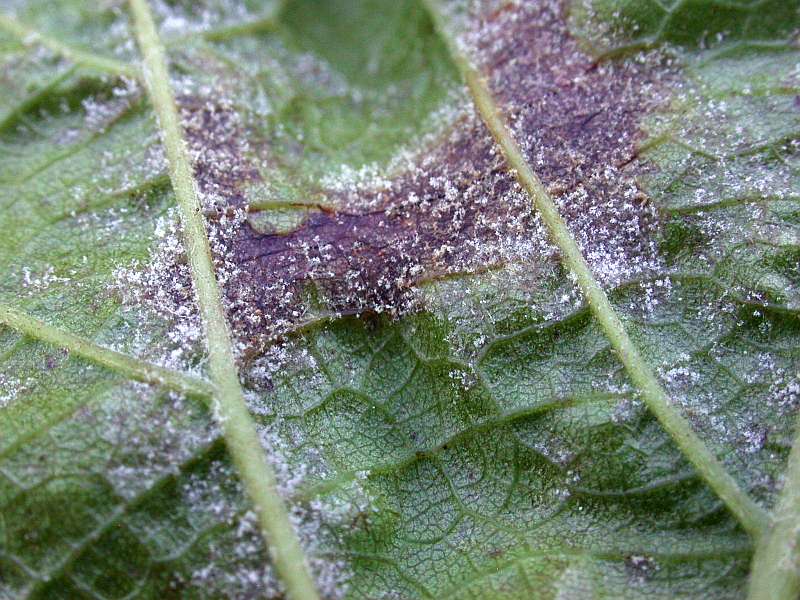 plasmopara_viticola_2.jpg