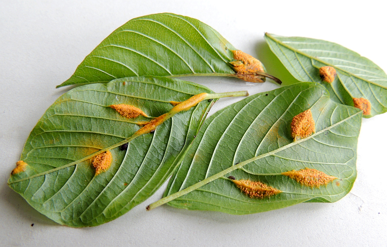 puccinia_coronata_Aecien_an_Faulbaum_1.jpg