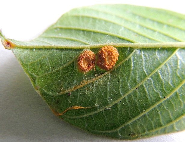 puccinia_coronata_Aecien_an_Faulbaum_2.jpg