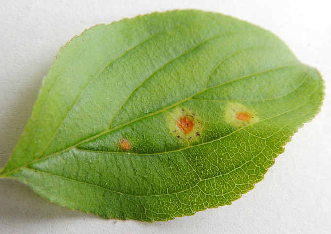 puccinia_coronata_Aecien_an_Kreuzdorn_OS.jpg