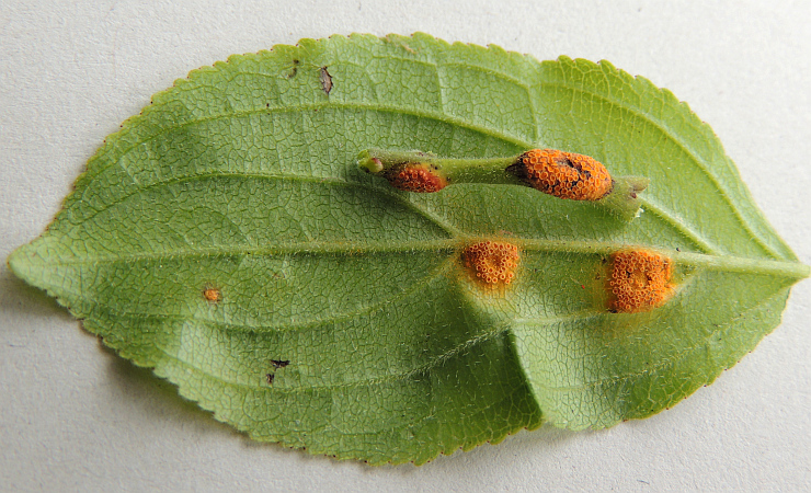 puccinia_coronata_Aecien_an_Kreuzdorn_US_Stiel.jpg