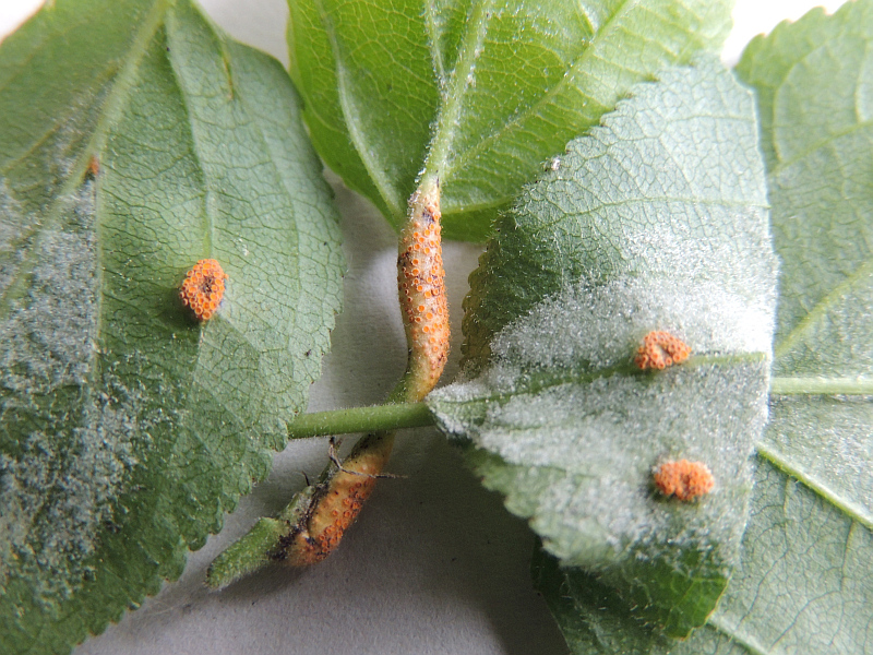 puccinia_coronata_Aecien_an_Kreuzdorn_US_Stiel_mit_Mehltau.jpg