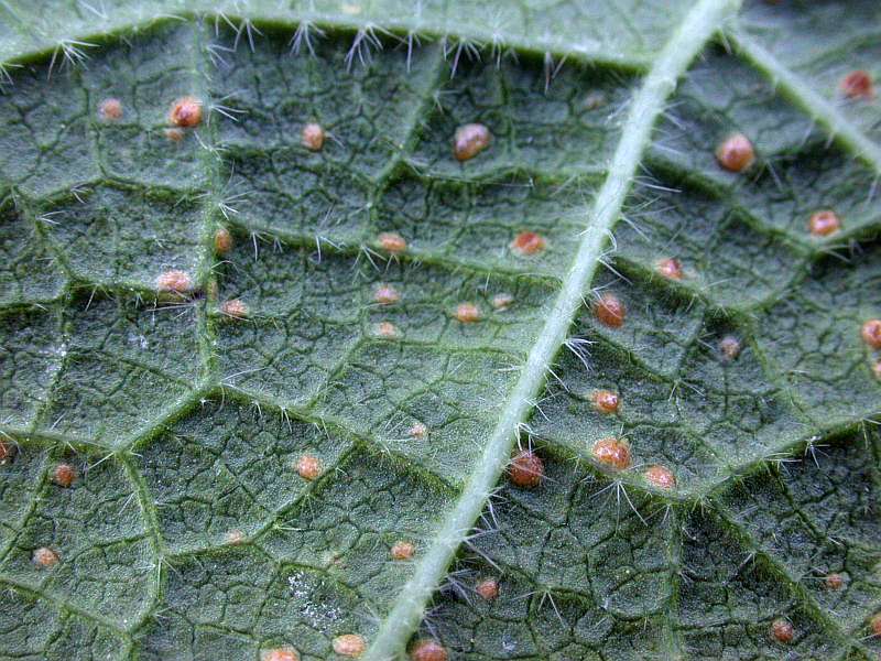 puccinia_malvacearum_2.jpg