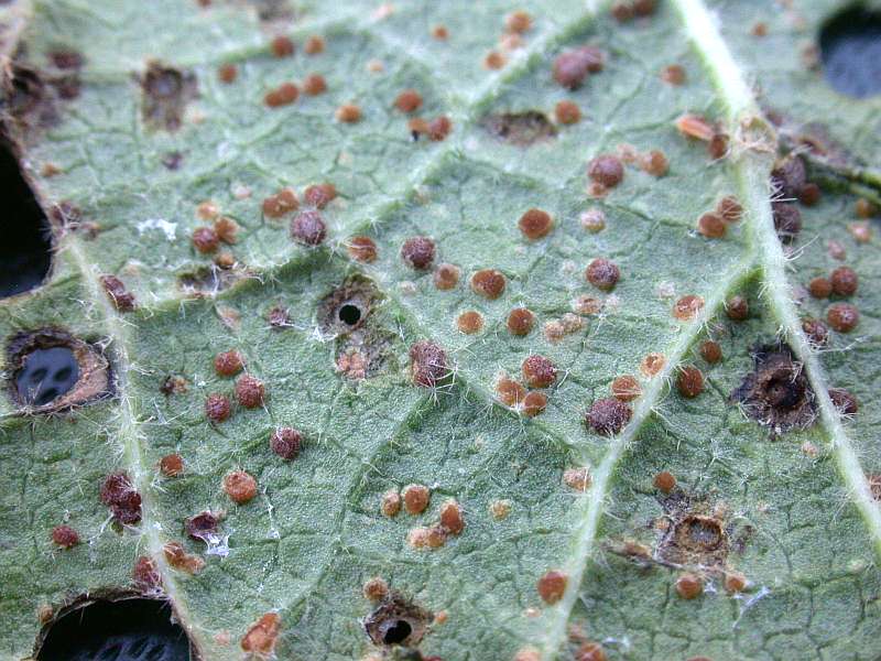 puccinia_malvacearum_4.jpg