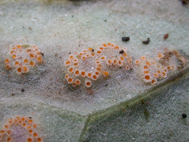 puccinia_poarum_an_Tussilago_farfara_1a.jpg