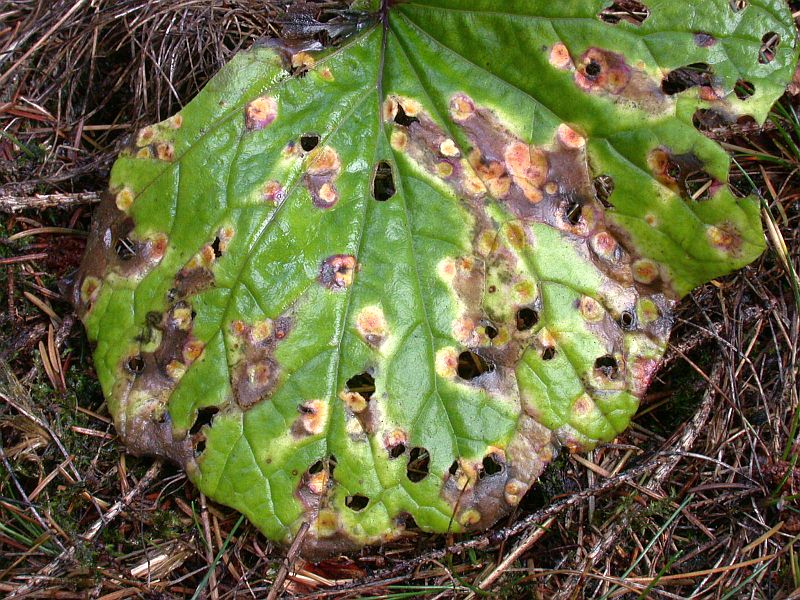 puccinia_poarum_an_Tussilago_farfara_2.jpg