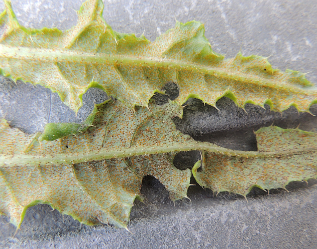 puccinia_punctiformis_Pycnidien_an_Acker-Kratzdistel.jpg