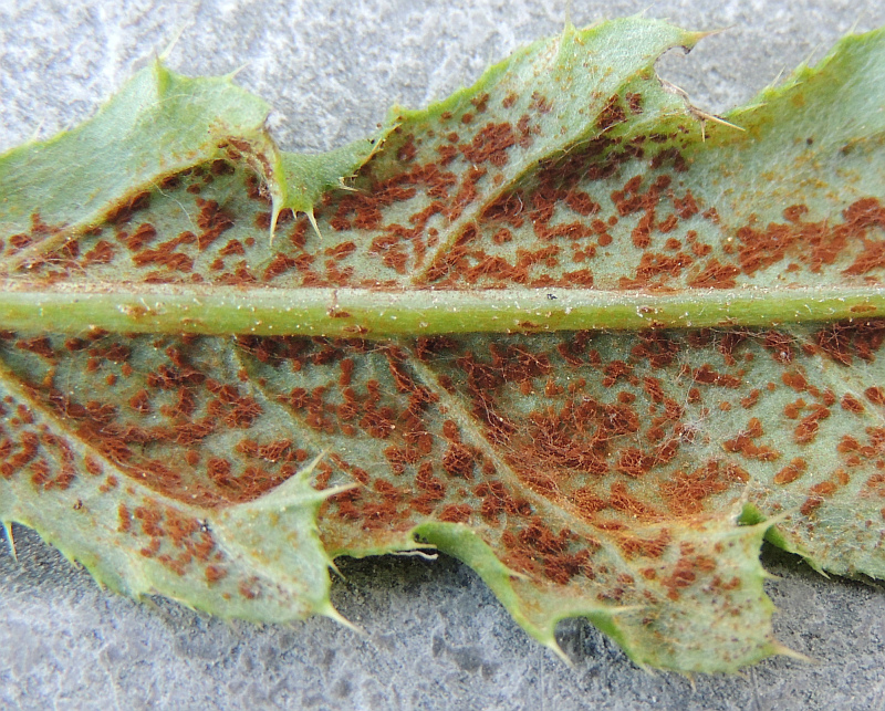 puccinia_punctiformis_Uredien_an_Acker-Kratzdistel.jpg