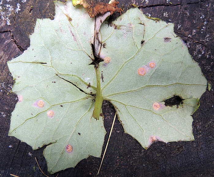 puccinia_spec._Rostpilz_an_Huflattich_US.jpg