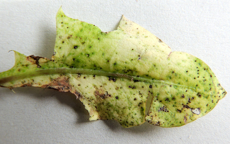puccinia_taraxaci_Telien_(Mikroform)_an_Loewenzahn_OS.jpg