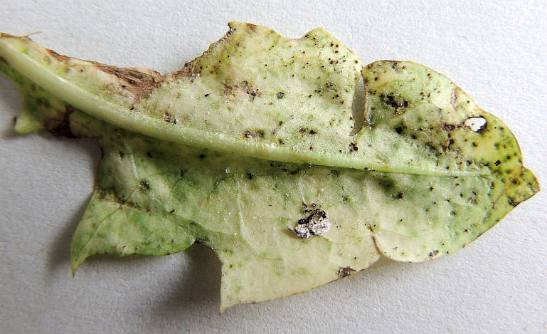 puccinia_taraxaci_Telien_(Mikroform)_an_Loewenzahn_US.jpg