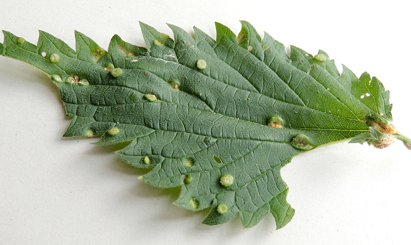 puccinia_urticata_cf._Acien_an_Brennessel_OS.jpg