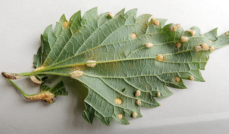 puccinia_urticata_cf._Aecien_an_Brennessel_US_1.jpg
