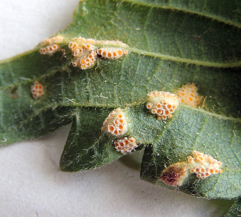 puccinia_urticata_cf._Aecien_an_Brennessel_US_2.jpg
