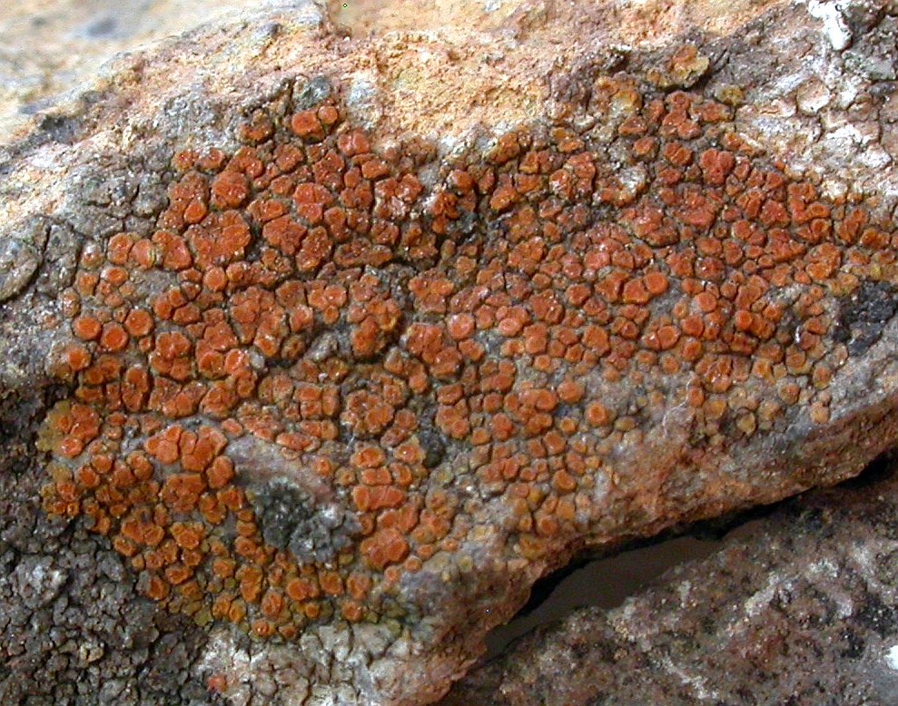 caloplaca_subsoluta_3.jpg