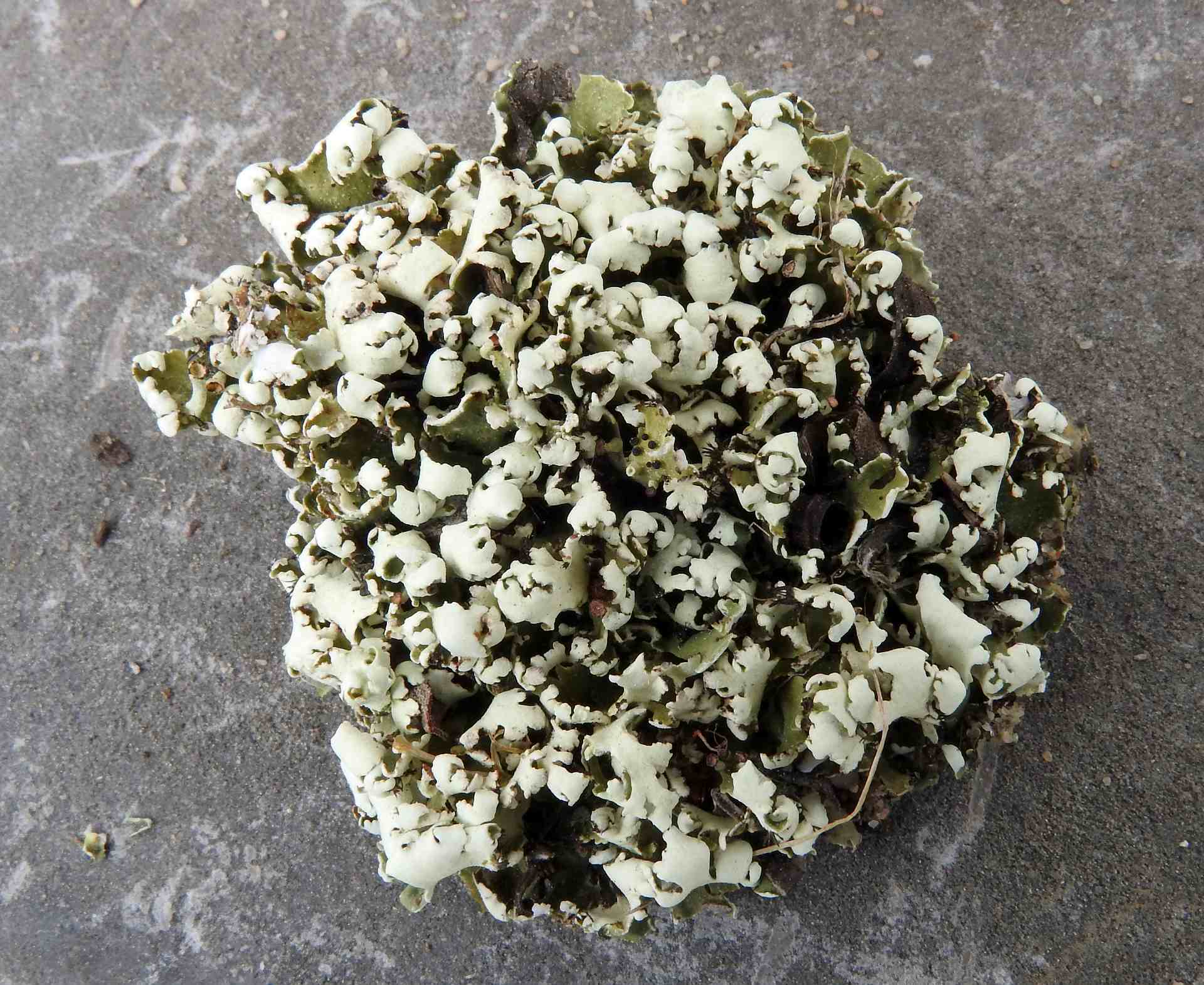 cladonia_foliacea_2a.jpg