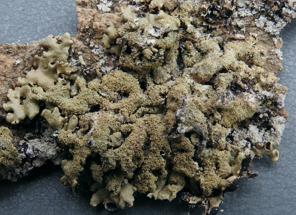 hypogymnia_farinacea_2.jpg