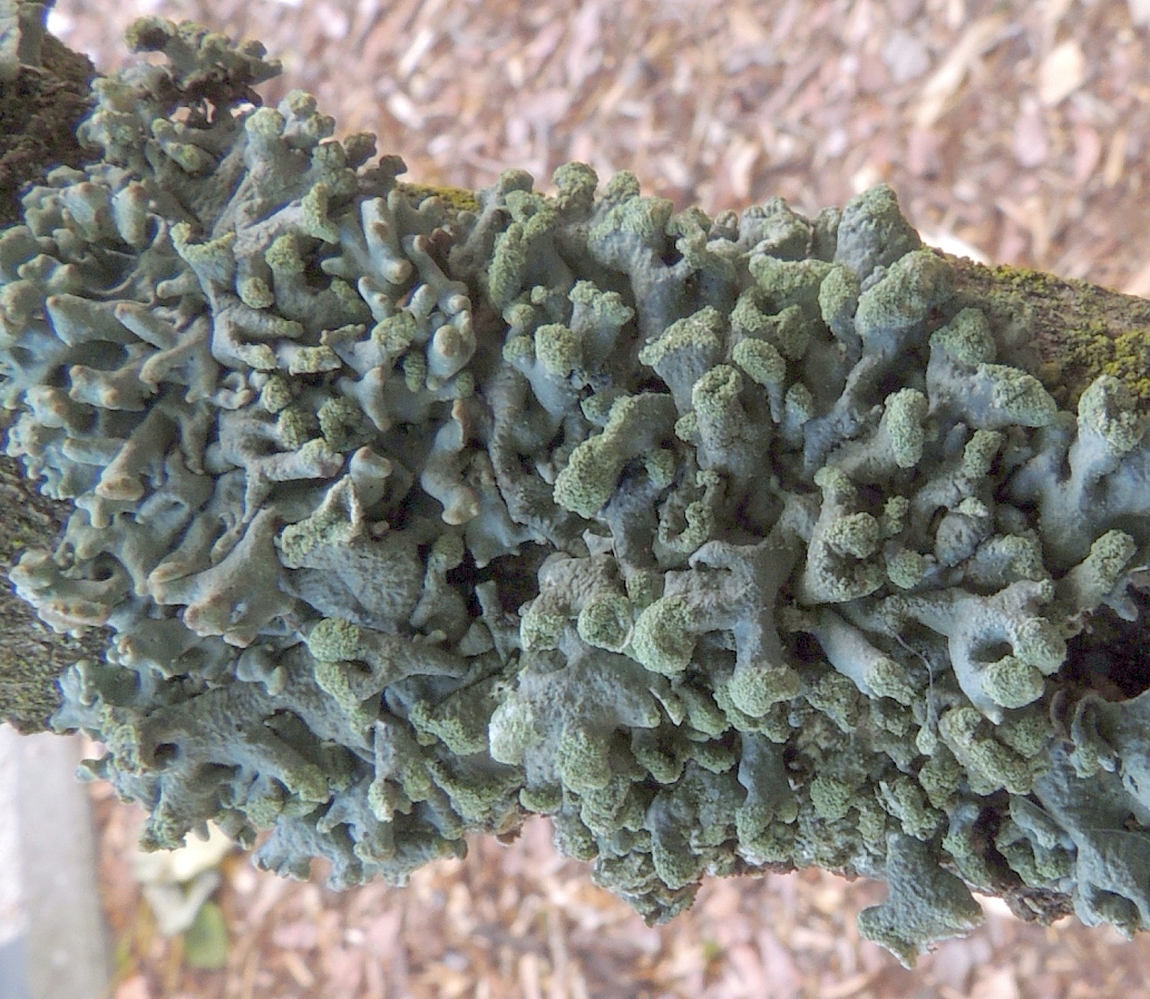 hypogymnia_tubulosa_4.jpg