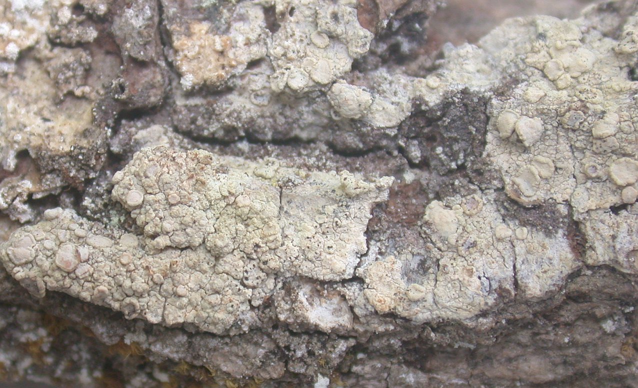 lecanora_albella_2.jpg