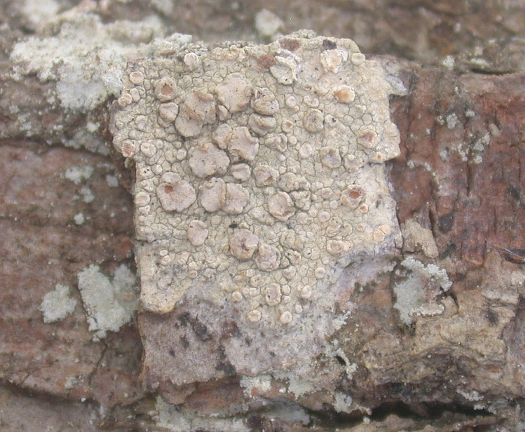 lecanora_albella_3.jpg