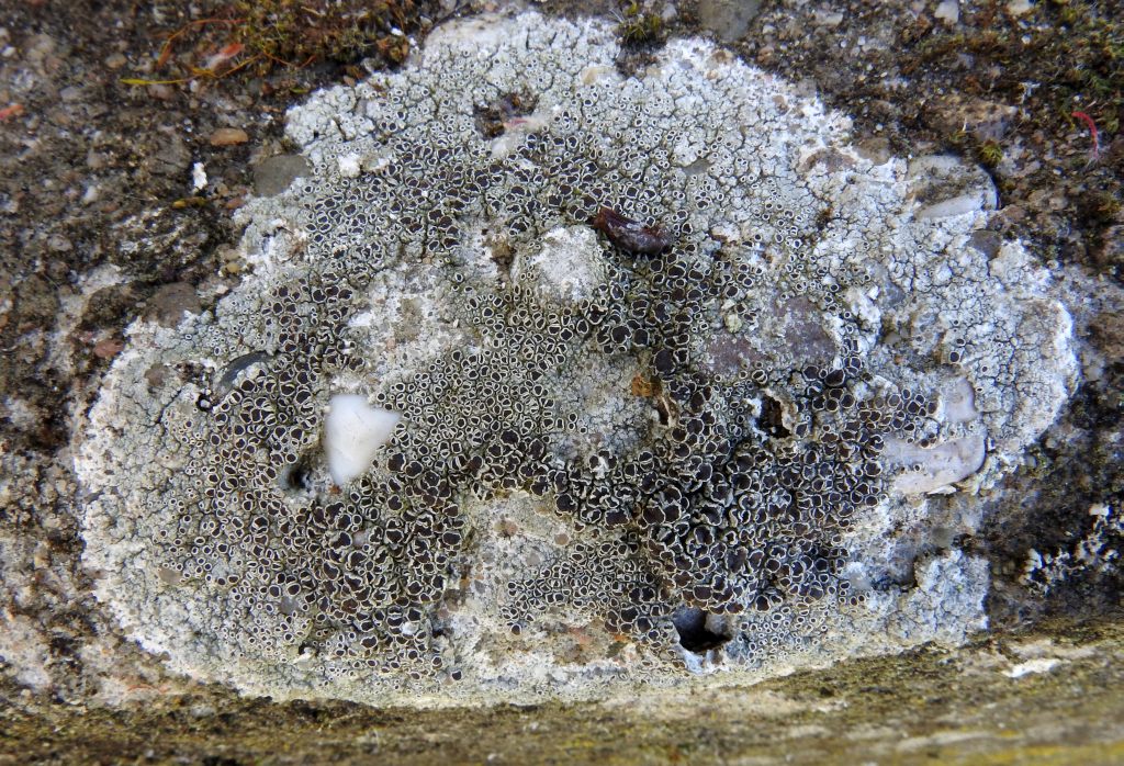 lecanora_campestris_1.jpg