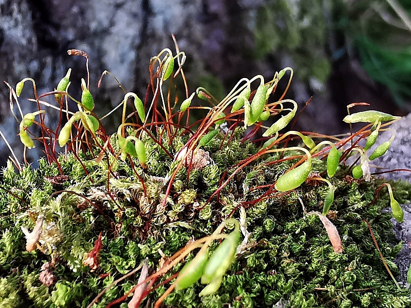 Bryum_capillare_1b.jpg