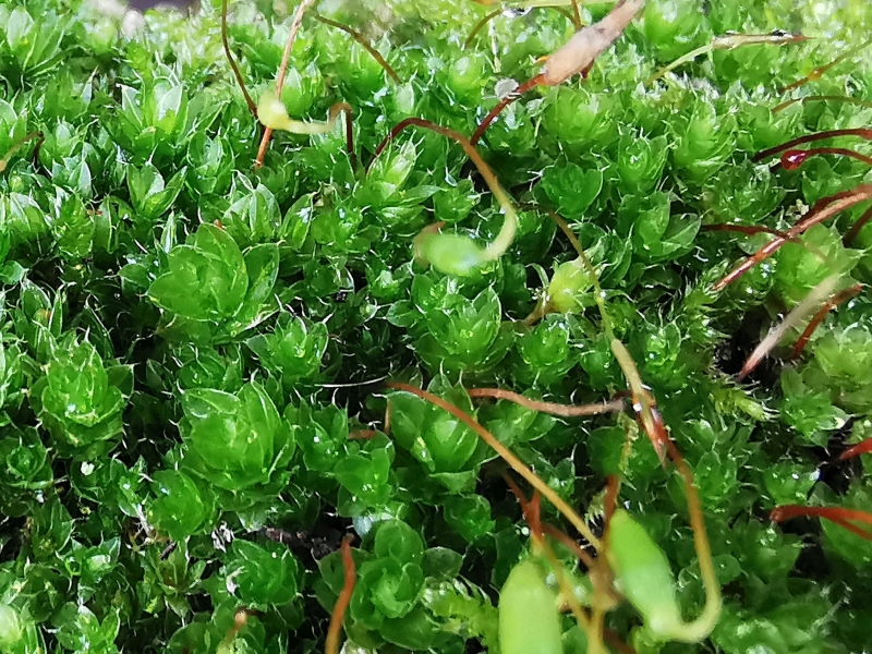 Bryum_capillare_1d.jpg