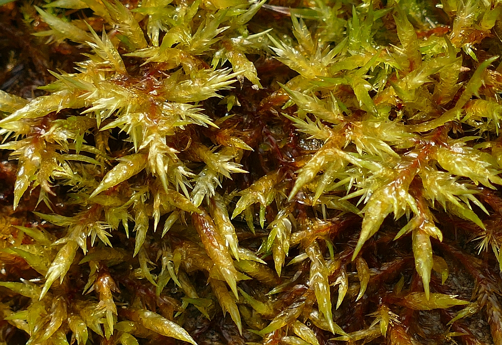 Calliergonella_cuspidada_1d.jpg