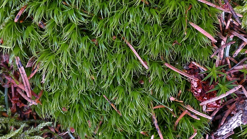 Dicranum_scoparium_2c.JPG