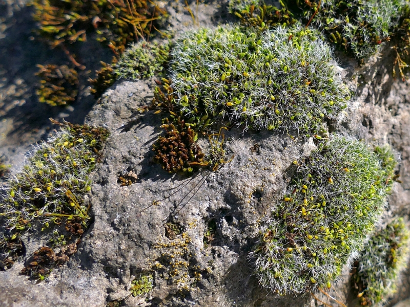 Grimmia_pulvinata_3a.jpg