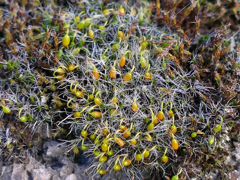 Grimmia_pulvinata_3c.jpg