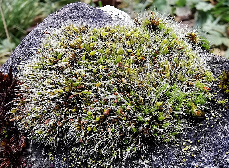 Grimmia_pulvinata_3d.jpg