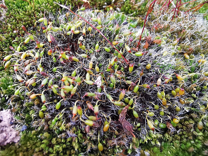 Grimmia_pulvinata_3e.jpg