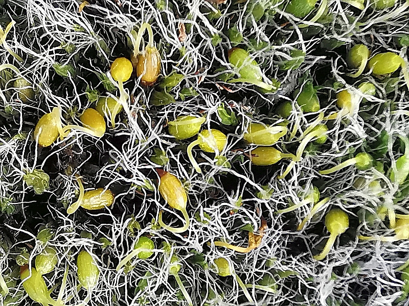 Grimmia_pulvinata_3f.jpg