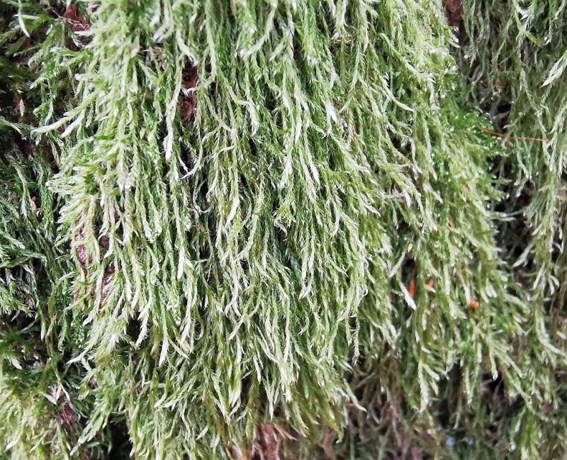 Hypnum_cupressiforme_2a.jpg