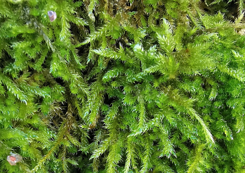 Hypnum_cupressiforme_3b.jpg