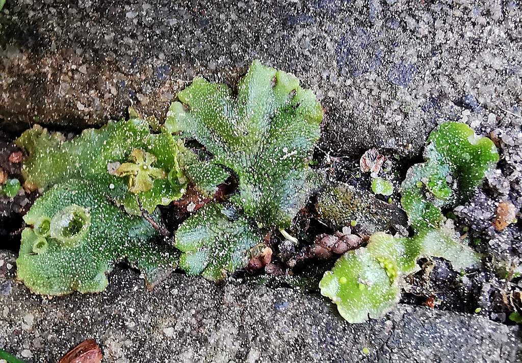 Lunularia_cruciata_a.jpg