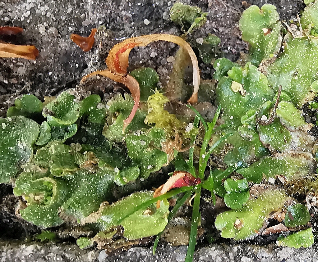 Lunularia_cruciata_b.jpg