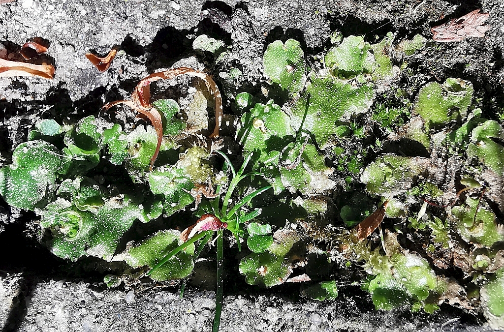 Lunularia_cruciata_c.jpg