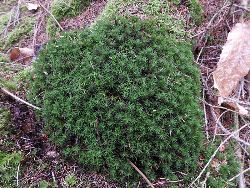 Polytrichum_formosum_1a.jpg