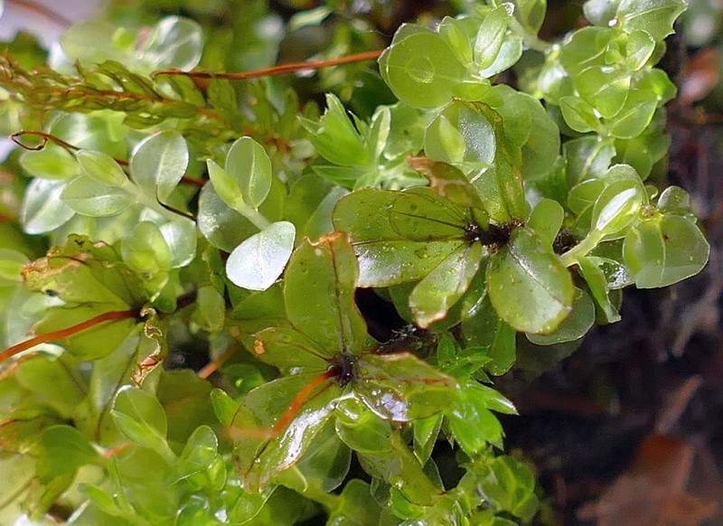 Rhizomnium_punctatum_1e.jpg