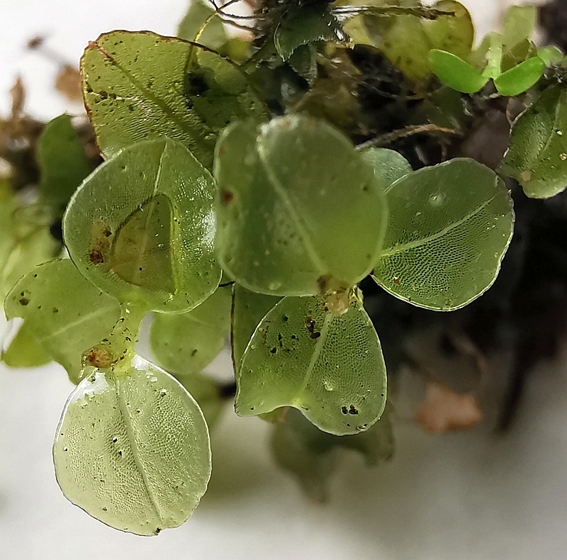 Rhizomnium_punctatum_1f.jpg