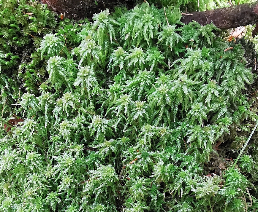 Sphagnum_palustre_1a.jpg