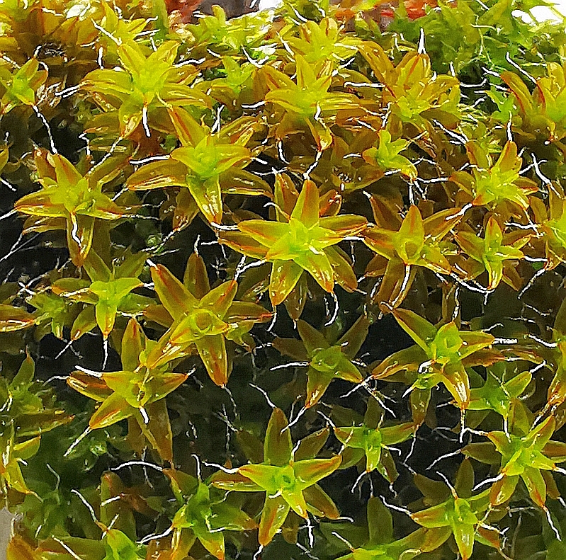 Syntrichia_ruralis_1b.jpg