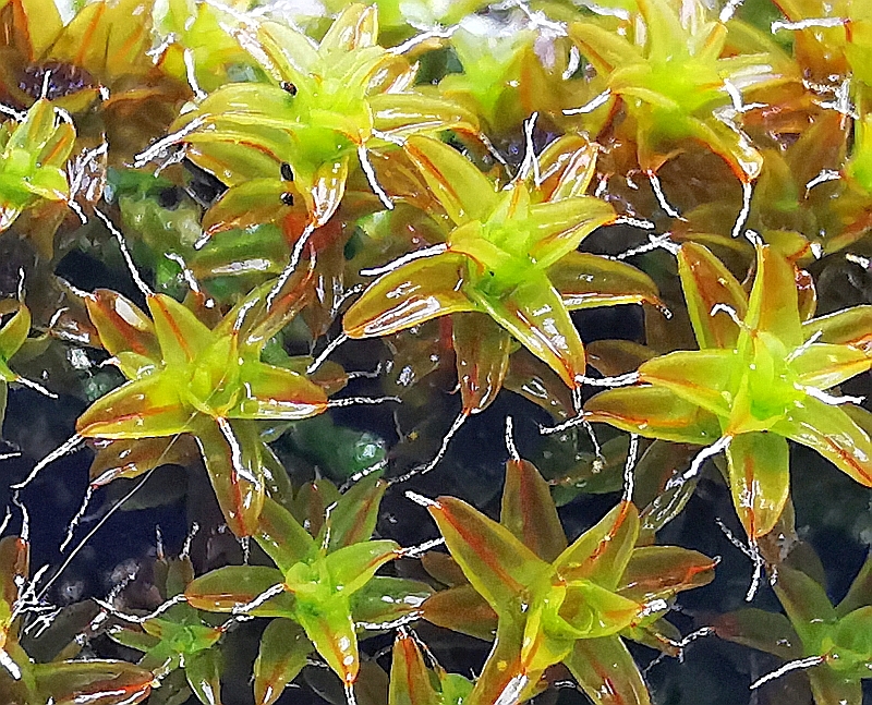 Syntrichia_ruralis_1c.jpg