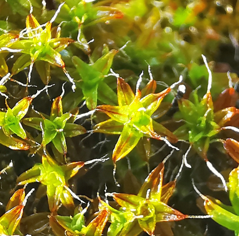 Syntrichia_ruralis_1d.jpg