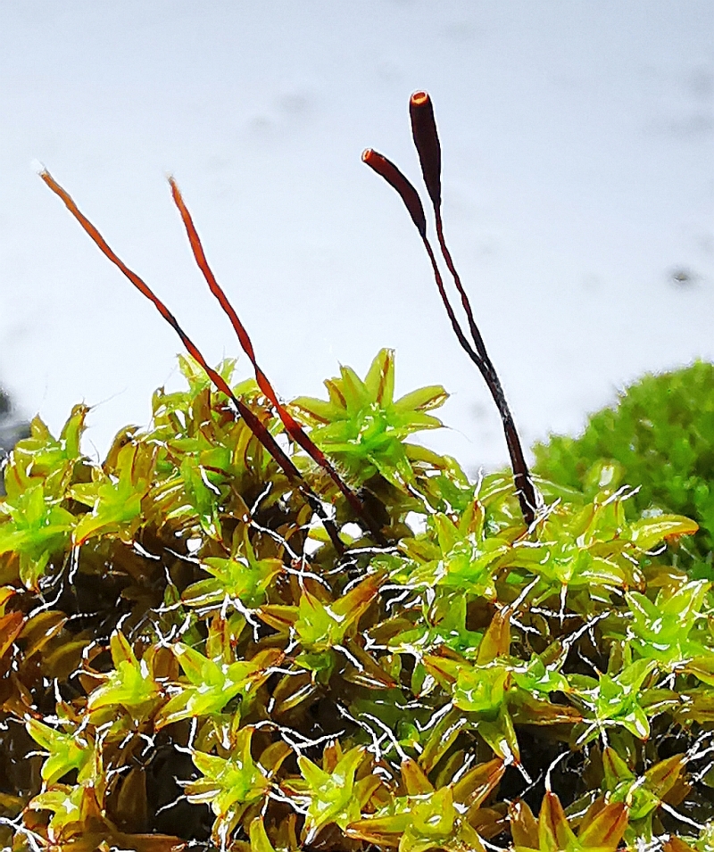 Syntrichia_ruralis_1ee.jpg