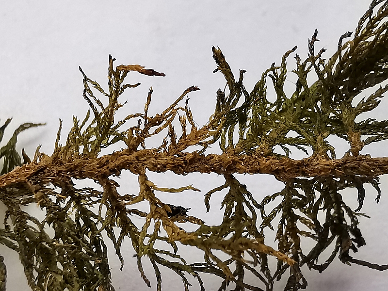 Thuidium_tamariscinum_1c.jpg