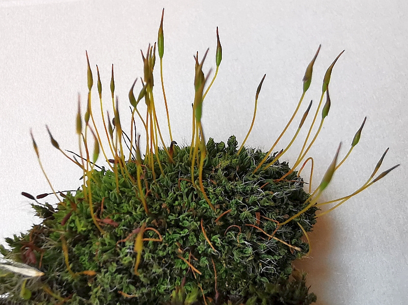 Tortula_muralis_1a.jpg